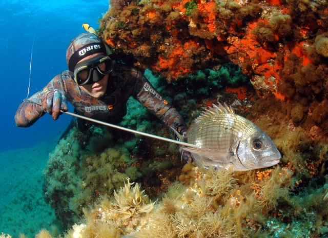 Pesca subacquea Sicilia.jpg